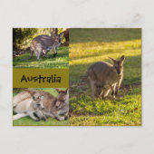 Australien: Kängurus, Mütter und Freuden Postkarte (Vorderseite)