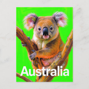 Australien Koala Bär Pop Art Postkarte