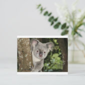Australien Koala Bär süße Tier Postkarte (Stehend Vorderseite)