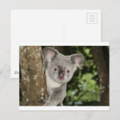 Australien Koala Bär süße Tier Postkarte (Vorne/Hinten)