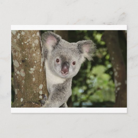 Australien Koala Bär süße Tier Postkarte (Vorderseite)