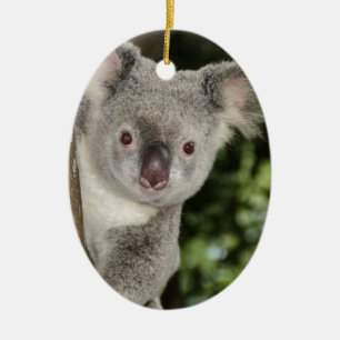 Australien Koala Bär süßes Tier Keramikornament