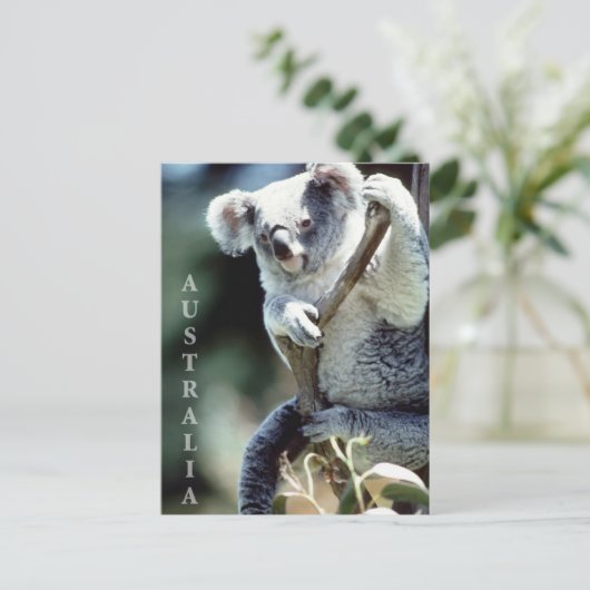 Australien Koala Bear Postkarte (Stehend Vorderseite)