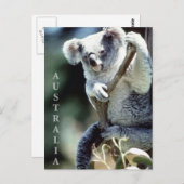 Australien Koala Bear Postkarte (Vorne/Hinten)