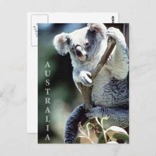 Australien Koala Bear Postkarte (Vorne/Hinten)