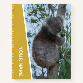 Australien Koala in einem Eukalyptusbaum, Gold Notizblock