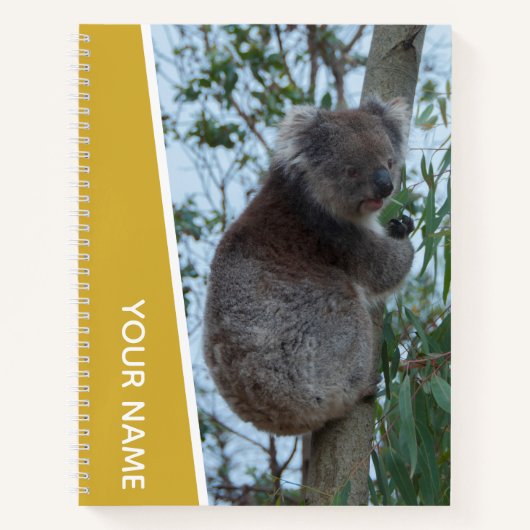 Australien Koala in einem Eukalyptusbaum, Gold Notizblock (Vorderseite)