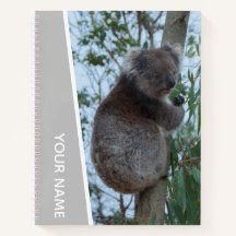 Australien Koala in einem Eukalyptusbaum, Silber
