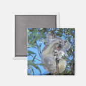 Australien, Koala Phasclarctos Cinereus) Magnet (Vorderseite/Rückseite)