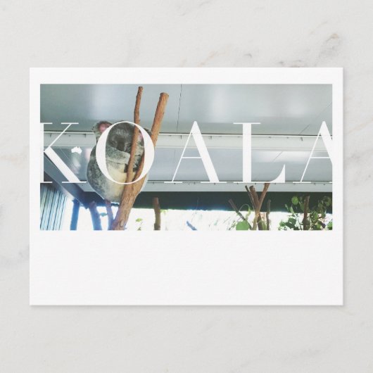 Australien Koala Post Card Postkarte (Vorderseite)
