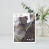 Australien - Koala - Postkarte (Stehend Vorderseite)
