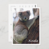 Australien - Koala - Postkarte (Vorne/Hinten)