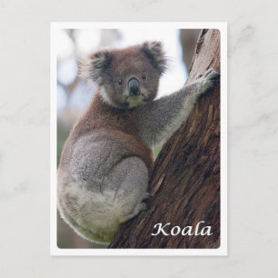 Australien - Koala - Postkarte
