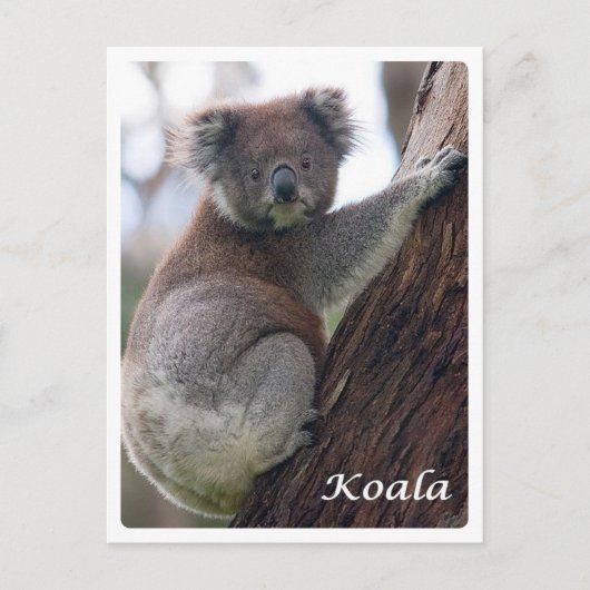 Australien - Koala - Postkarte (Vorderseite)