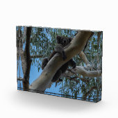 Australien Koala Schlafen in einem Baum Fotoblock (Rechts)