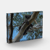 Australien Koala Schlafen in einem Baum Fotoblock (Links)