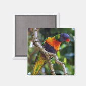 Australien: Lorikeet Bird Kühlschrank Magnet (Vorderseite/Rückseite)