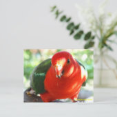 Australien Male King Parrot Postkarte (Stehend Vorderseite)