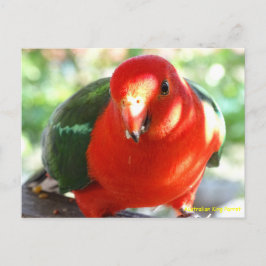 Australien Male King Parrot Postkarte