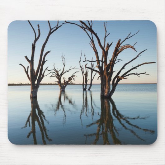 Australien, Murray River Valley, Barmera, Lake Mousepad (Vorne)