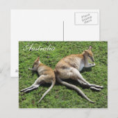 Australien Niedlich Wallaby Postcard Postkarte (Vorne/Hinten)