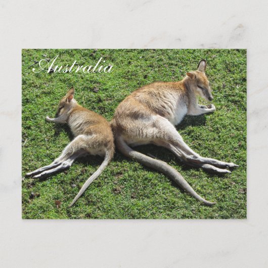 Australien Niedlich Wallaby Postcard Postkarte (Vorderseite)
