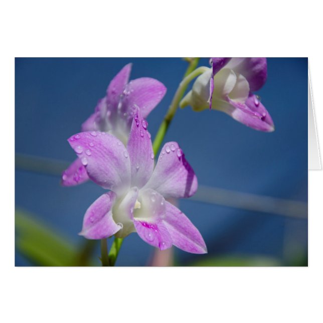 Australien, Nordterritorium, Darwin (Vorderseite (Horizontal))