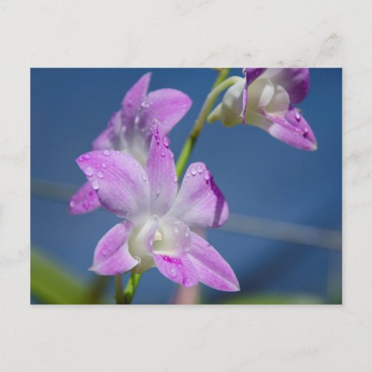 Australien, Nordterritorium, Darwin Postkarte (Vorderseite)