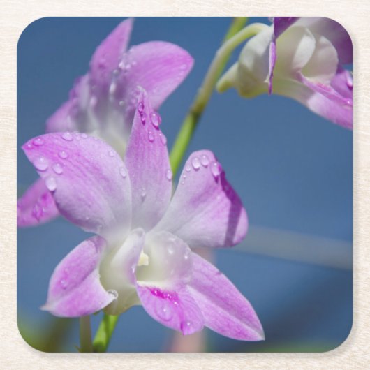 Australien, Nordterritorium, Darwin Rechteckiger Pappuntersetzer (Vorderseite)