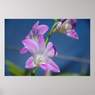 Australien, Northern Territory, Darwin Poster