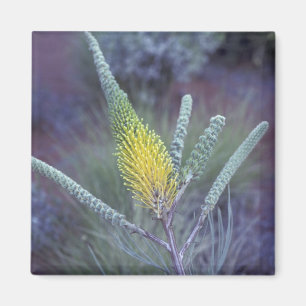 Australien, NT, bei Ayers Rock. Frühjahrsblüte Magnet