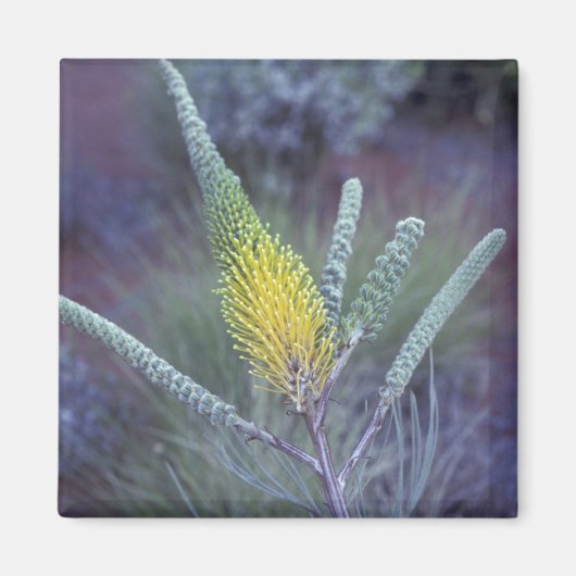 Australien, NT, bei Ayers Rock. Springtime-Blüte Magnet (Vorne)