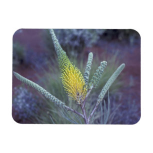 Australien, NT, bei Ayers Rock. Springtime-Blüte Magnet