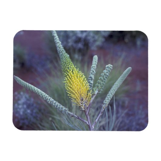 Australien, NT, bei Ayers Rock. Springtime-Blüte Magnet (Horizontal)