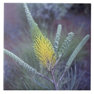 Australien, NT, in der Nähe von Ayers Rock. Sprin Fliese