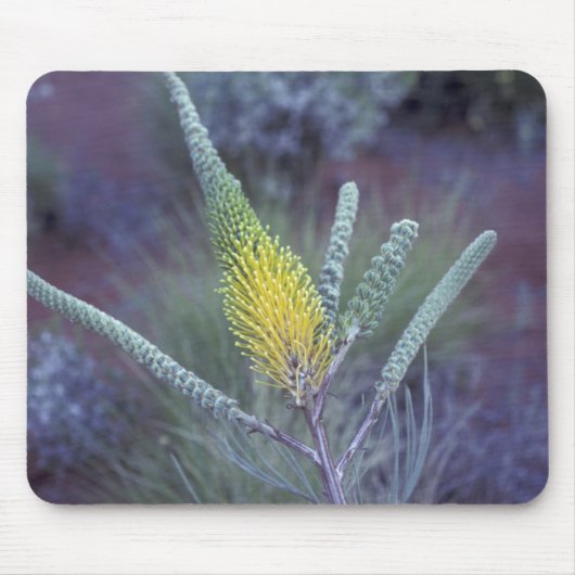 Australien, NT, in der Nähe von Ayers Rock. Spring Mousepad (Vorne)