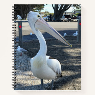 Australien; Pelikan - Reisen Notizblock