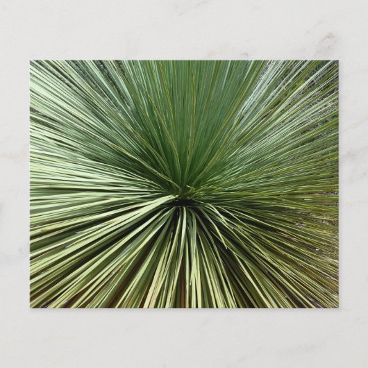 Australien Pflanze - abstrakt (Vorderseite)