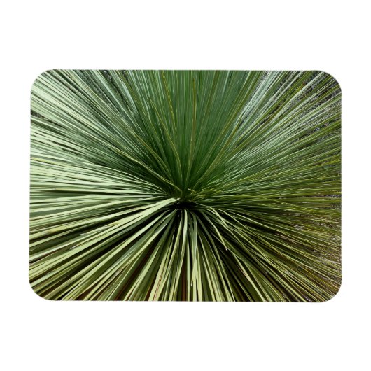 Australien Pflanze - abstrakt Magnet (Horizontal)