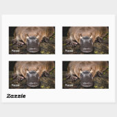 Australien Platypus Rechteckiger Aufkleber (Blatt)