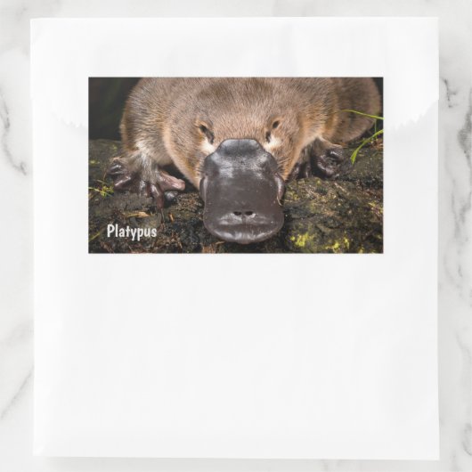 Australien Platypus Rechteckiger Aufkleber (Tasche)