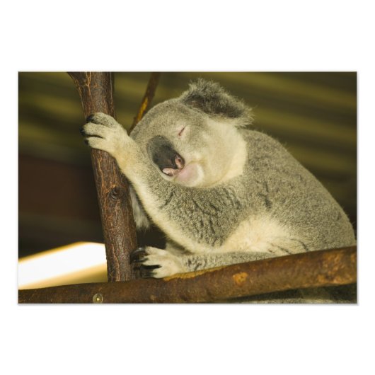 Australien, Queensland, Brisbane. Abb. Tree Fotodruck (Vorne)