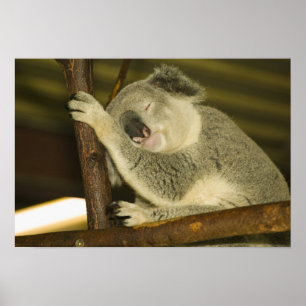 Australien, Queensland, Brisbane. Abb. Tree Poster