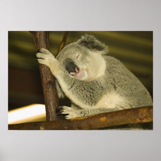 Australien, Queensland, Brisbane. Abb. Tree Poster (Vorne)