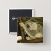 Australien, Queensland, Brisbane. Feigenbaum Button (Vorne & Hinten)