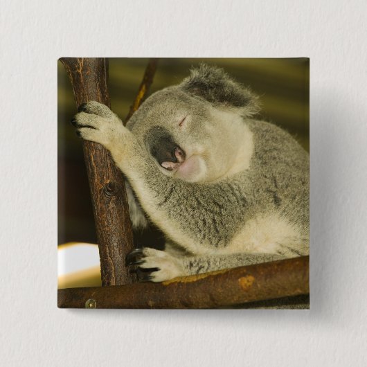 Australien, Queensland, Brisbane. Feigenbaum Button (Vorderseite)