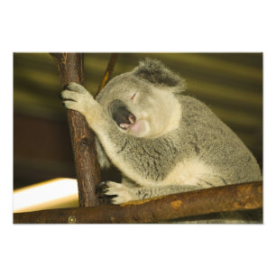 Australien, Queensland, Brisbane. Feigenbaum Fotodruck