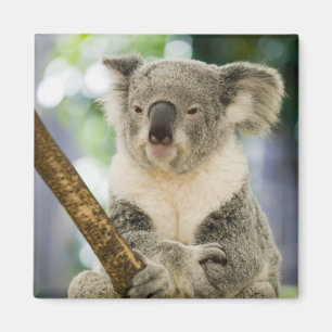 Australien, Queensland, Brisbane, Feigenbaum Magnet