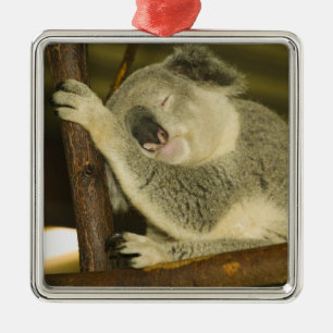 Australien, Queensland, Brisbane. Feigenbaum Ornament Aus Metall
