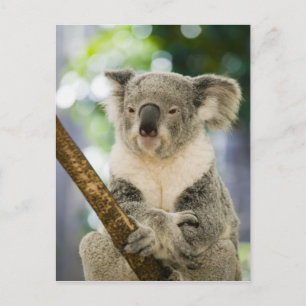 Australien, Queensland, Brisbane, Feigenbaum Postkarte